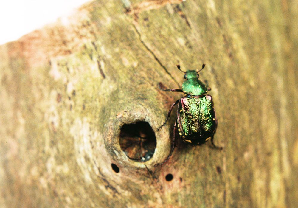 Noble-chafer-credit-matt-smith-unexpected-noble-chafer-discovery-in-ancint-hawthorn-PTES-news-header