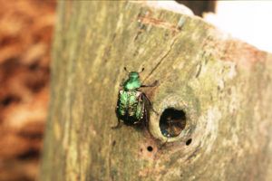 Noble-chafer-unexpected-discovery-in-ancient-hawthorn-PTES-news