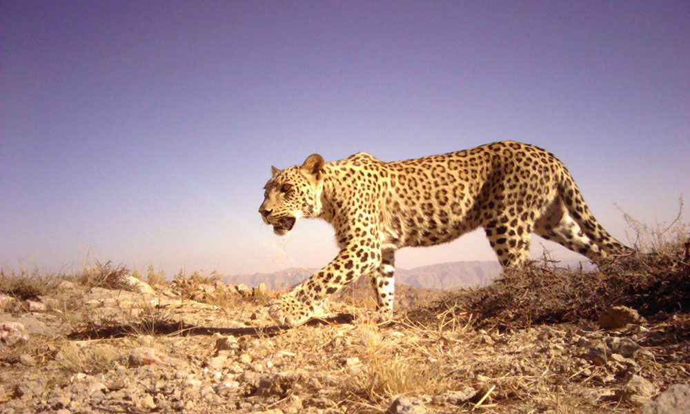 Persian-leopard-caught-on-camera-trap-MF-PTES-Worldwide-grant
