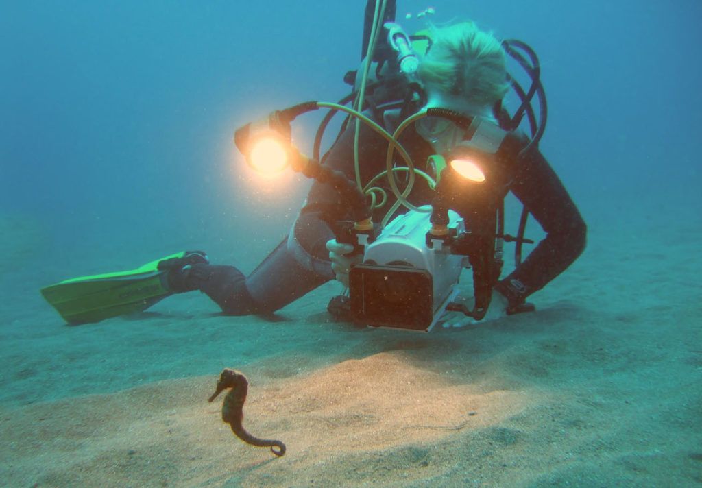 Project Seahorse Diver