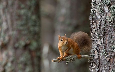Red-squirrel-Peter-Cairn-credit-Trees-for-Life-Uk-Mammal-Project-Grant-PTES-thumbnail