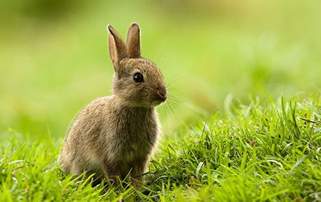 Spotting-wild-mammals-in-the-garden-PTES-wildlife-friendly-garden-rabbit
