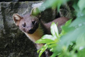 Bill Cuthbert-Reintroducing-and-monitoring-pine-martens-in-Wales-PTES-Uk-mammal-grant-project-pine-marten-close-up