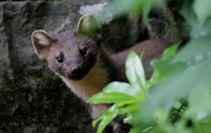 Bill Cuthbert-Reintroducing-and-monitoring-pine-martens-in-Wales-PTES-Uk-mammal-grant-project-pine-marten-close-up-thumbnail