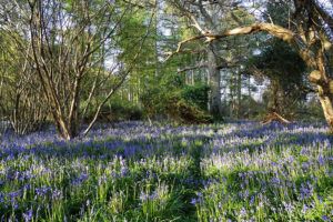 bluebells-in-Dunnage-Henry-Johnson-Surveying-and-monitoring-hazel-dormice-PTES-insert