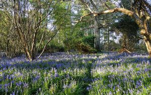 bluebells-in-Dunnage-Henry-Johnson-Surveying-and-monitoring-hazel-dormice-PTES-thumbnails