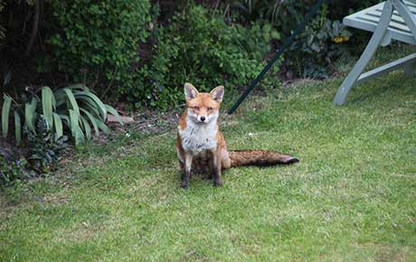 fox-CREDIT-Stephen-Almond.Fox-in-garden-jpg