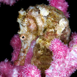 Seahorse by Bruno Van Saen