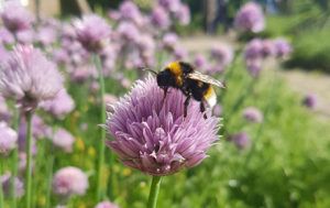 southern-cuckoo-bumblebee-wildlife-friendly-garden-PTES-thumbnail