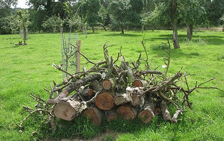 wood-pile-lower-brockhampton-wildlife-friendly-garden-PTES-thumbnail