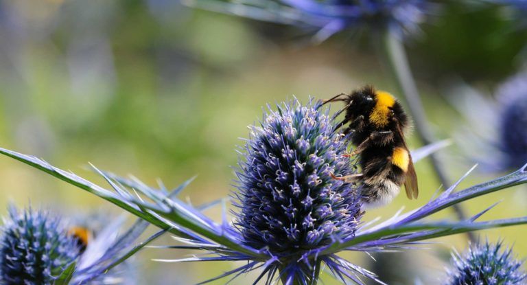 Champion Insect Become-an-insect-champion - People's Trust for Endangered Species