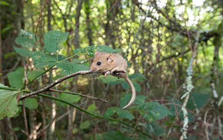Hazel-dormouse-in-Briddlesford-Woods---Isle-of-Wight-Surveying-and-monitoring-NDD