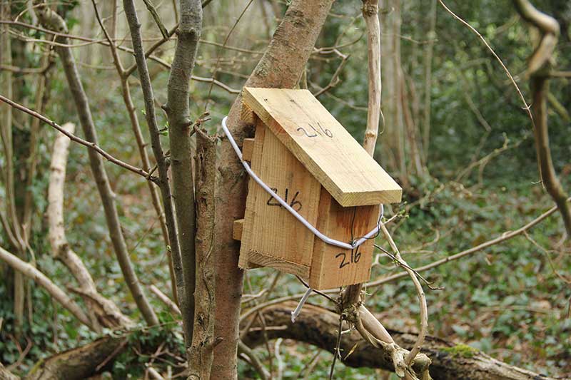 Hazel-dormouse-nest-box-PTES-surveying-and-monitoring