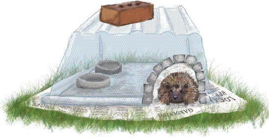 Hedgehog Feeding Station PTES Wildlife friendly garden appeal
