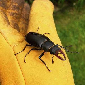 stag beetle ptes