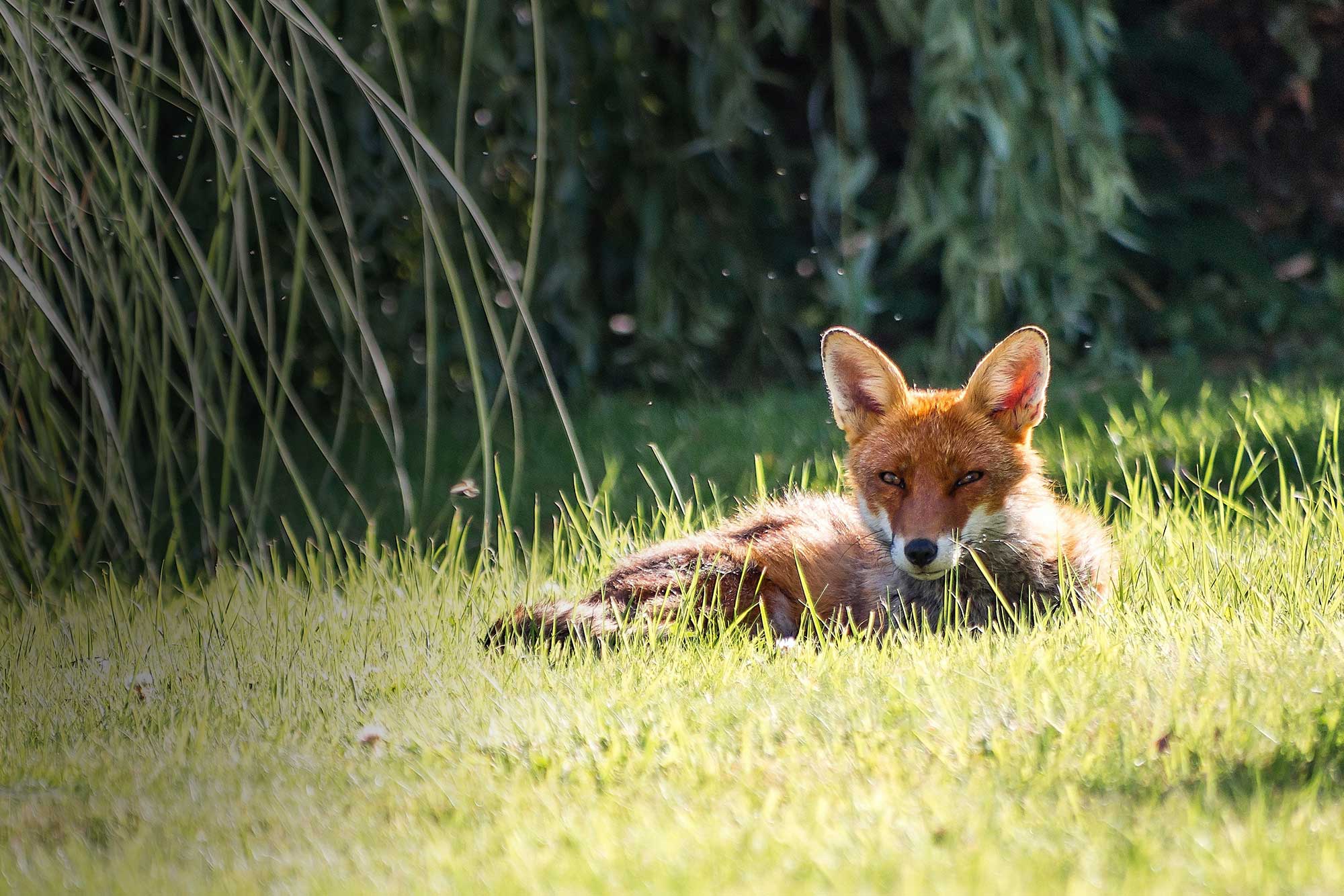 fox-lying-on-grassy-lawn