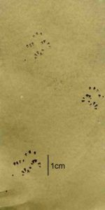 hazel-dormouse-footprints-Simone-BullionPTES
