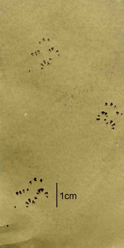 hazel-dormouse-footprints-Simone-BullionPTES