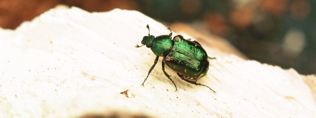 Noble chafer beetle conservation - People's Trust for Endangered Species