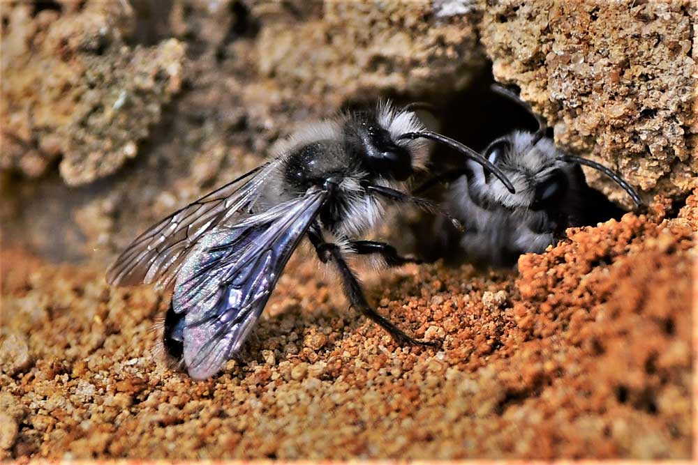 Ashy-mining-bees-Andrena-cineraria-photo-credit-Brian-Baker-header