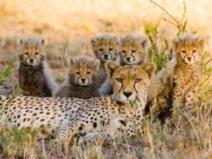 CBB Cheetah Conservation Botswana - Credit Steve Mandel