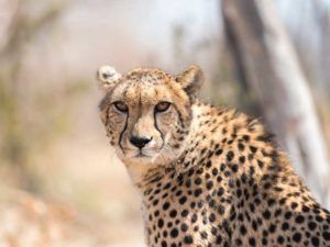 CBB Cheetah Conservation Botswana - Credit Doug Gimesy - PTES