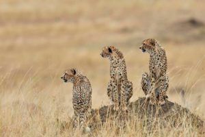 CBB Cheetah Conservation Botswana - Credit Vince Duperron