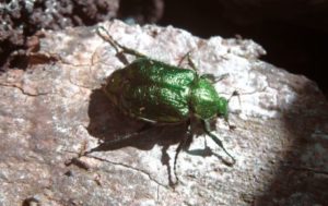 Noble chafer beetle- credit Steve Oram