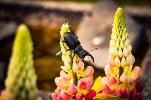 Male-stag-beetle-on-flower-by-Peter-Jones-Surveys-PTES