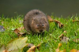 Saving-water-voles-in-suffolk-PTES-Success-Story