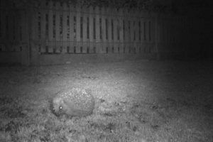 hedgehog-caught-on-camera