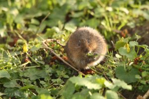 water vole on a river bank