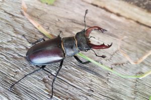 A-Silver-male-stag-beetle-header-PTES-great-stag-hunt-2019
