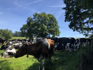 cows shelter from sun in shade of hedgerows and trees