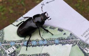 Great stag hunt 2019 PTES Female stag beetle credit Pete Reading