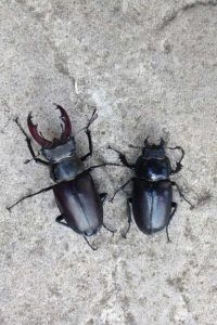 Male-and-female-stag-beetle-by-Michelle-Rickards-ptes-identification