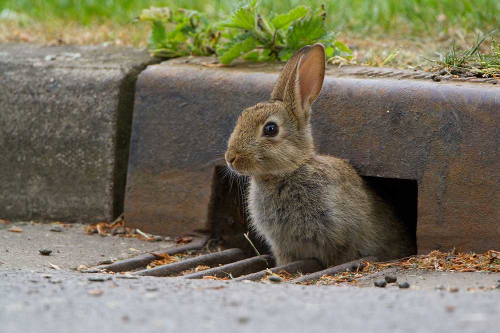 Rabbit-drain-road-Mammals-on-Roads-MOR-Paul-Bunyard-close-up-free-to-use