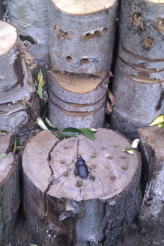 female stag beetle on log pile