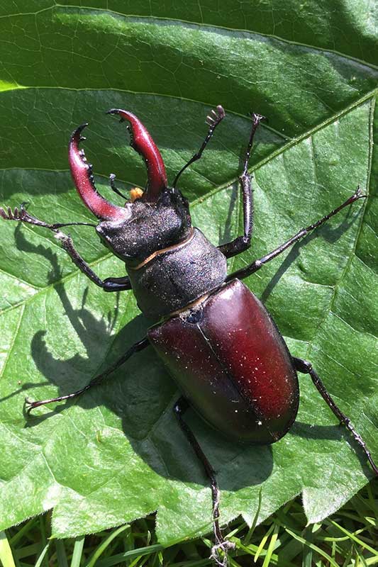 male stag beetle on leaf