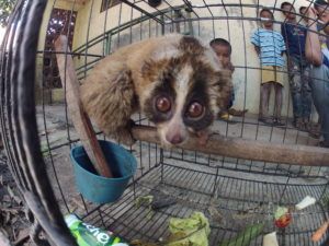 Slow loris at illegal market credit Little Fireface Project