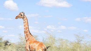 Reticulated-giraffe-PTES-conservation-project-overseas-2019-flip