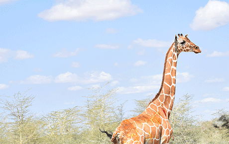 Reticulated-giraffe-emergency-appeal-2019-PTES-2-insert.thumbnail