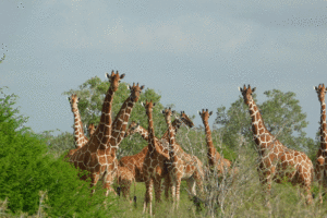 Reticulated-giraffe-emergency-appeal-2019-PTES.insert Write caption…