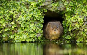 Water vole credit Mark Bridger Shutterstock