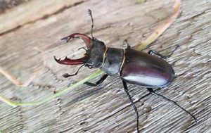A-Silver-male-stag-beetle-thumbnail