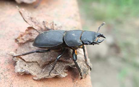 Adam-WATKINS-lesser-stag-beetle-thumbnail