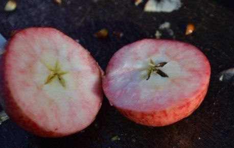 Apple identification red fleshed apple