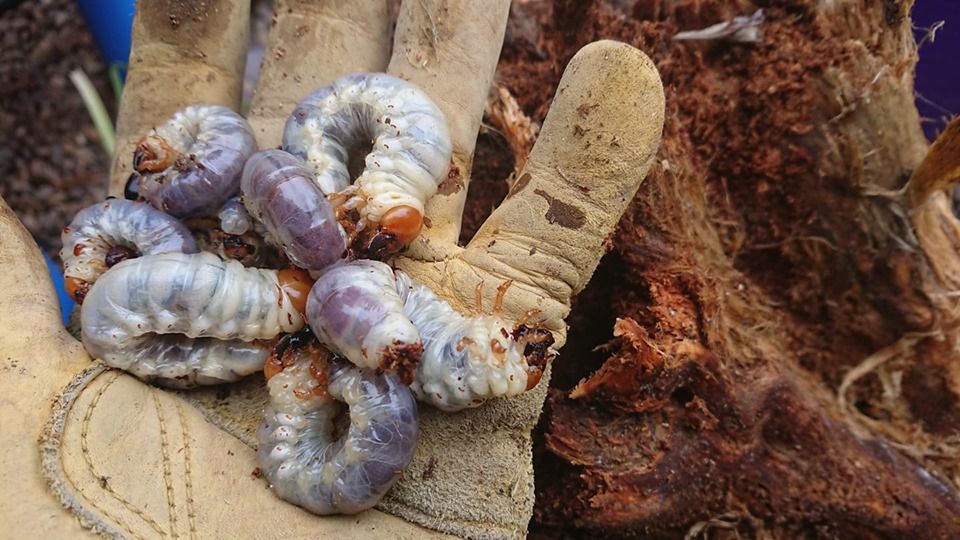 Stag beetle larvae from rotting wood. Photo by James Wragg