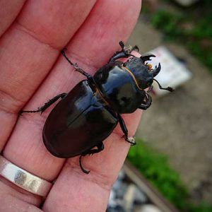 Stag beetle appeal PTES image by @tobertronic