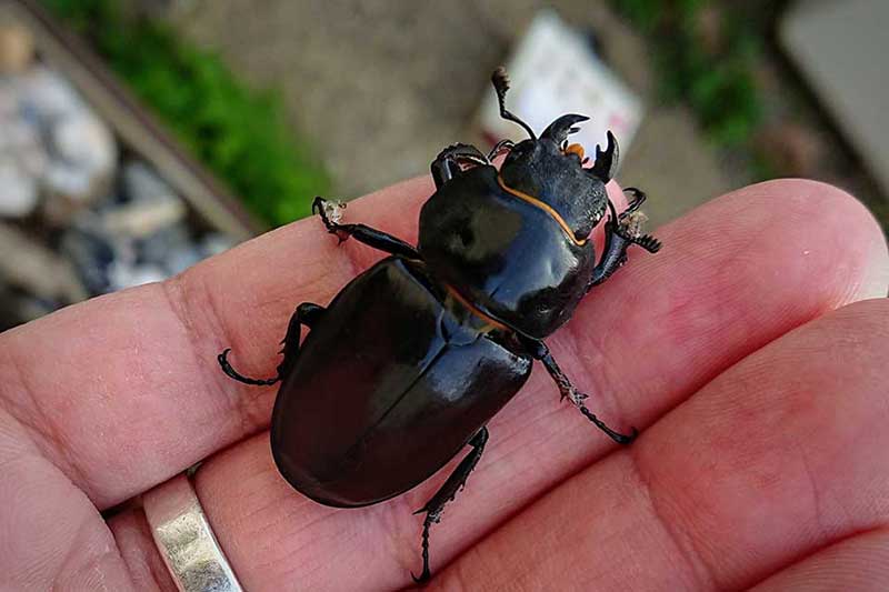 Female-stag-beetle-compare-to-lesser-stag-beetle@tobertronic